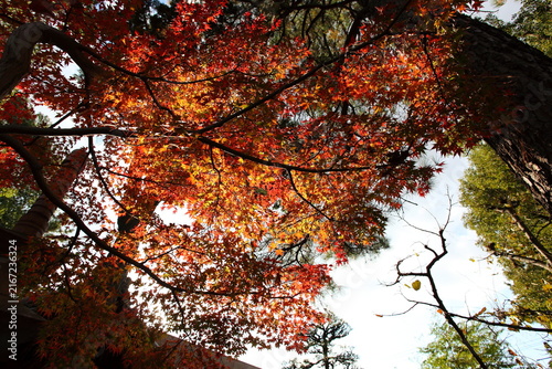 寺院の境内の紅葉