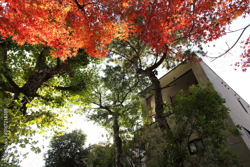 住宅の裏の紅葉