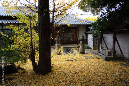 寺院の境内の色づいた銀杏　