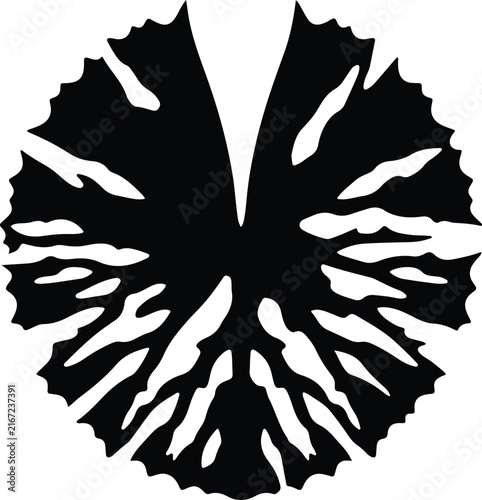 Maple leaf tattoo stencil, distinct black shape, jagged edge, stenciled silhouette, vector texture, white background, leaf shape pattern, logo, emblem, brand isolated on White Background