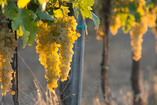 фотографія Backlit white wine grapes hanging on trellis wire during golden hour in a modern