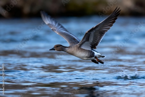 A duck in flight over a body of water, wings spread wide, captured mid-air above rippling blue surface.