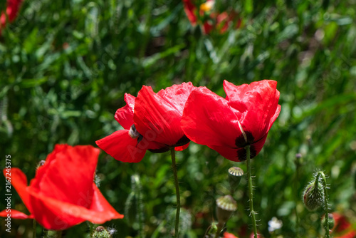 Fotografie A close-up botanical photograph of vivid red poppies growing among dense green vegetation