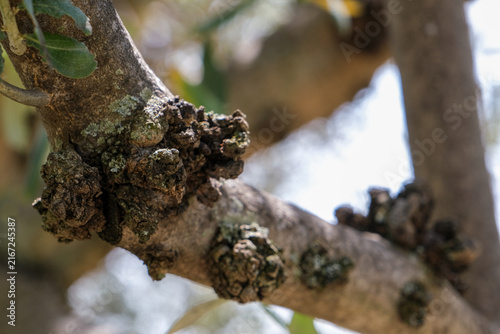 Фотография Close-up botanical photograph of a weathered, heavily gnarled tree branch covered with rough woody growths and patches of pale green lichen