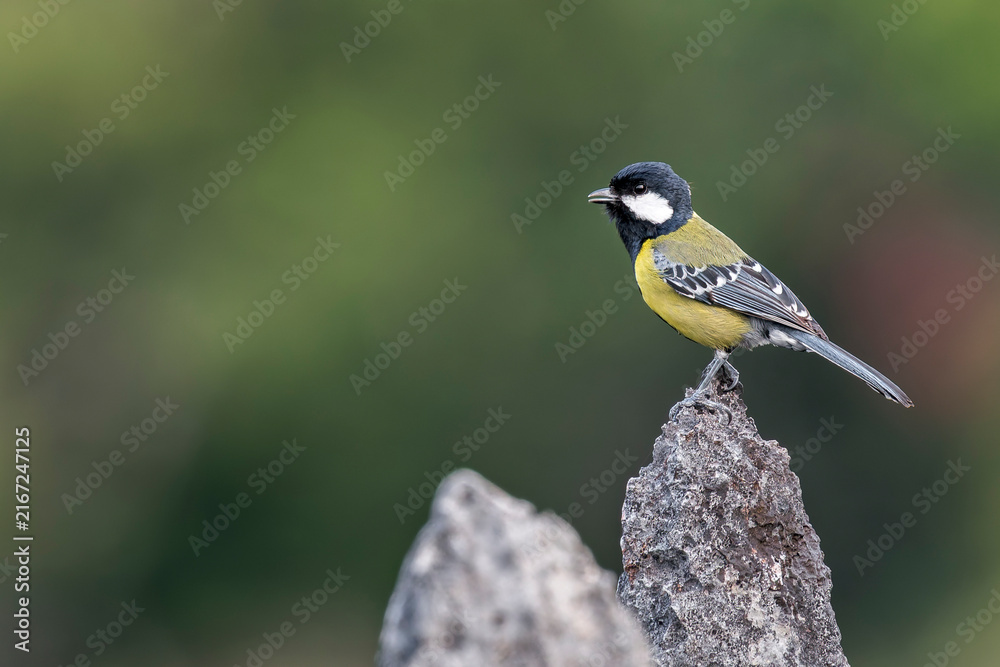 Obraz premium A Green-backed Tit on a rock in Laos, Asia.
