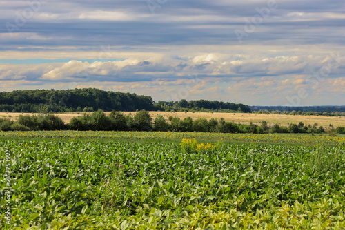 Cuadro en lienzo Spacious agricultural fields stretch to the horizon under an expressive cloudy sky