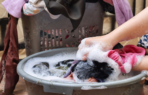 Asian Woman hands washing clothes using detergent in a plastic tub. Female cleaning the dirty clothes in soapy and bubbly soapy water. Household work concept.