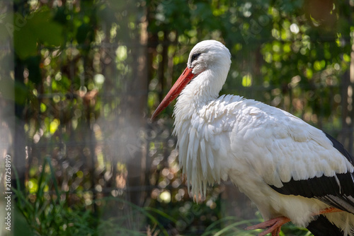 Obraz na plátně White stork standing in profile with long red beak