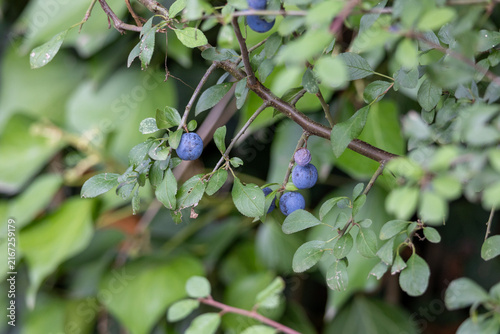 Photography Blackthorn shrub growing sloe berries on branches