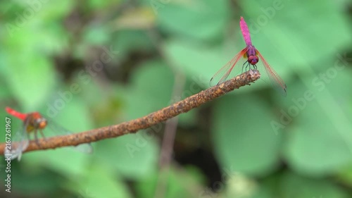 A red tropical dragonfly folded its wings and froze on the tip of a stick. Thailand