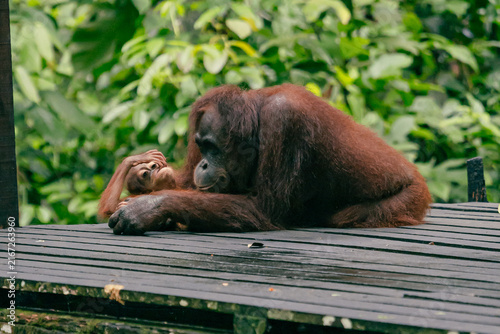 Фотография Orangutan resting on a wooden feeding platform