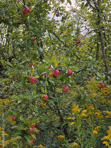 Red ripe apples growing on tree branch in orchard