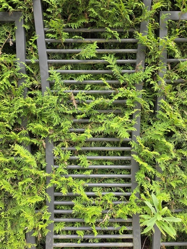 Thuja branches growing through dark metal fence slats