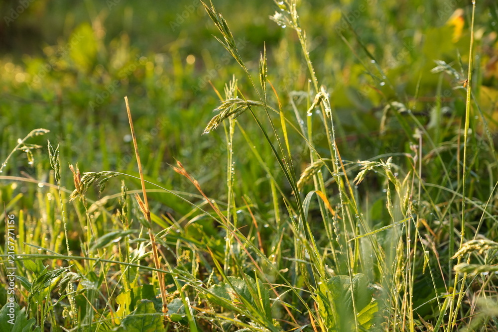 Naklejka premium Dew Drops on Green Grass and Wildflowers in Warm Sunlight Macro close-up Nature Background