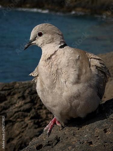 Canary Islands. Close-up view of a dove standing on a rock by the ocean, highlighting its feathers and the blue water in the background