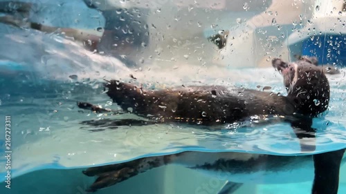 A small, cute penguin is swimming in clear, clean water in the aquarium, close‑up shot.