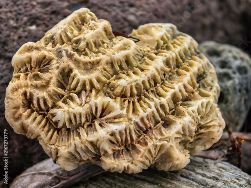 Fotografía Close-up macro photograph of a convoluted brain coral skeleton resting on a rocky surface