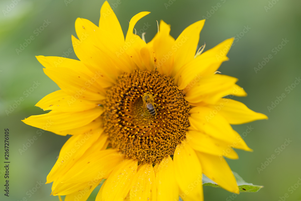 Obraz premium Buzzing beauty brings life to vibrant sunflowers in a garden showcasing nature's harmony during the bright summer day