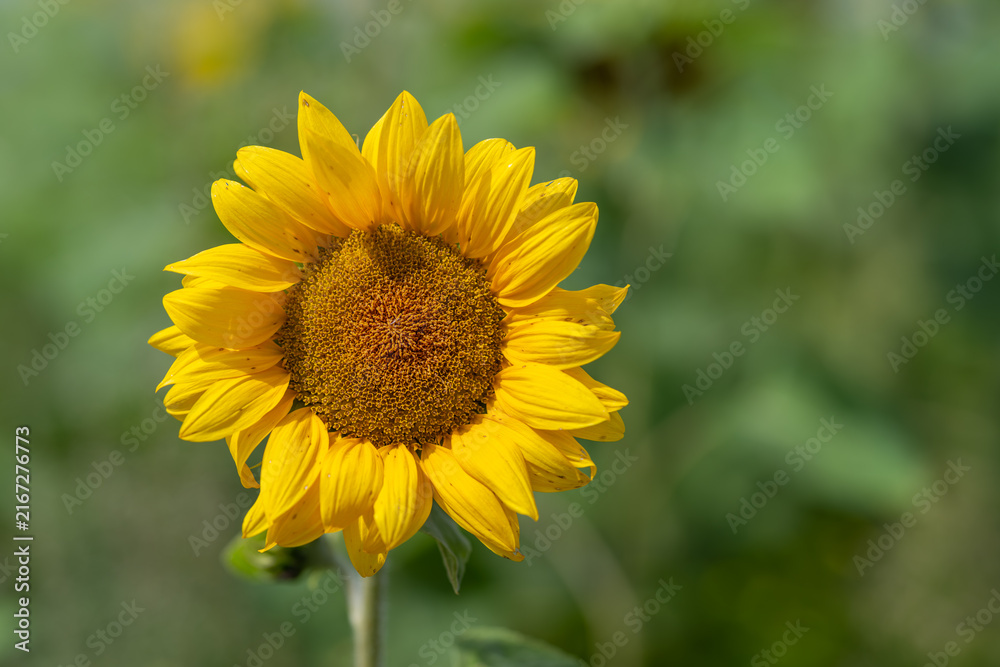Fototapeta premium Vibrant sunflower blooms under a clear blue sky showcasing its golden petals in full sunlight on a warm summer day