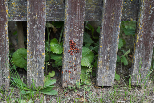 A cluster of ladybugs congregates on a weathered wooden fence post in a garden.