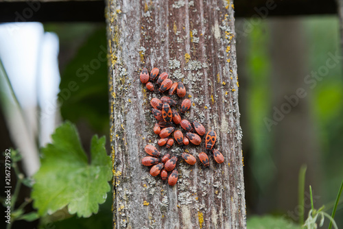 A cluster of red and black firebugs gathers on a textured wooden post covered in lichen.
