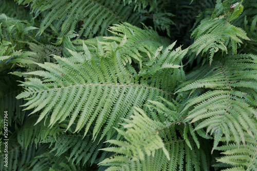 Lush green fronds of a fern plant grow densely in the forest.