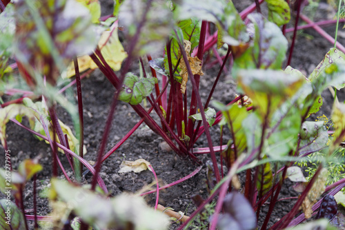 Red-veined beet plants grow in the dark soil of a garden.