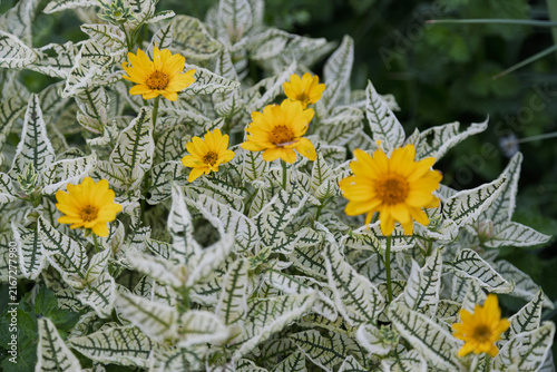 Bright yellow Heliopsis helianthoides flowers bloom amidst distinct variegated leaves with intricate green patterns.