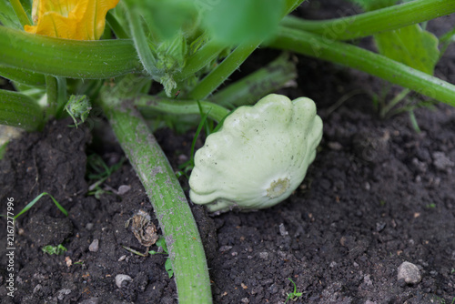 A pale yellow pattypan squash grows on a vine in a garden soil bed.