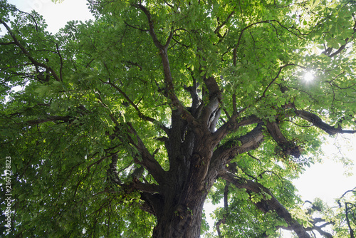 A view looking up into the dense green canopy of a large, mature tree.
