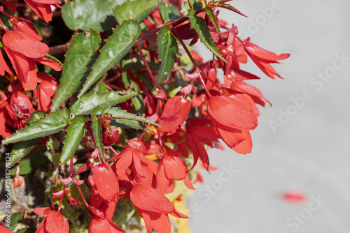 Vibrant red begonia flowers cascade in a garden setting.