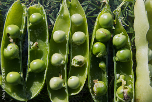 Close-up of opened pea pods revealing fresh green peas inside.
