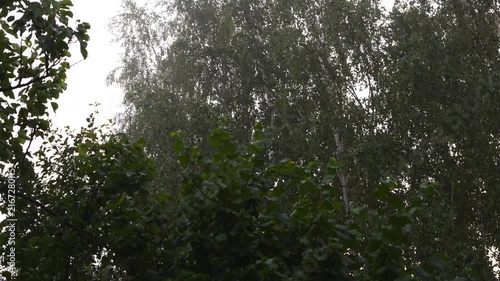 4K Raindrops Falling on Wet Green Leaves Lush Trees Swaying in Overcast Daylight Refreshing Natural Outdoor Atmosphere