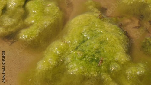 Close-up 4K Algae Slime Bubbling on Wet Sandy Surface Organic Nature Growth and Ecosystem Background