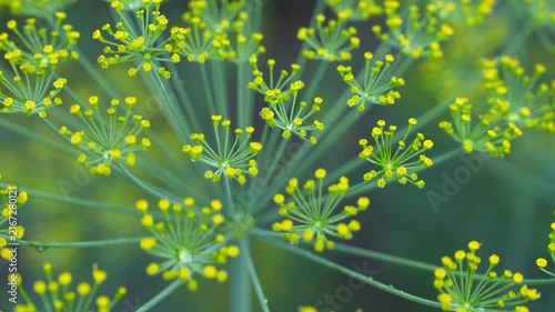 Close-up Macro Dill Flower Head Yellow Florets Tiny Blooms Botanical Herb Zoom Out 4K Nature Footage