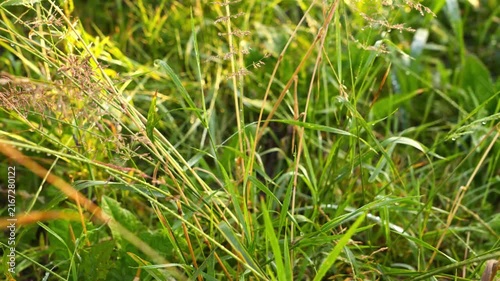 4K Green Grass Field Swaying in Gentle Sunlight Dew Drops Sparkling Fresh Outdoor Nature Background B-Roll