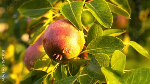 Ripe Red Yellow Pear with Water Droplets on Branch in Sunlit Orchard Garden 4K B-roll Nature Background Footage