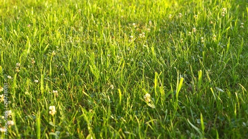 4K Lush Green Grass with White Wildflowers in Golden Sunlight Close-up Macro Nature Background Meadow