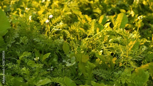 Close-up 4K Nature Growth Dense Green Foliage with Tiny White Flowers Natural Sunlight Dappled Organic Farm Garden Background