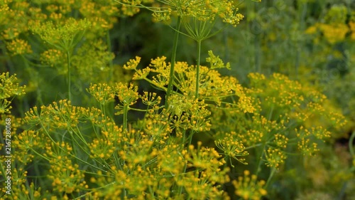 4K Field of Yellow Dill Flowers Swaying Gently in Breeze Sunlight Outdoor Nature Movement Loopable