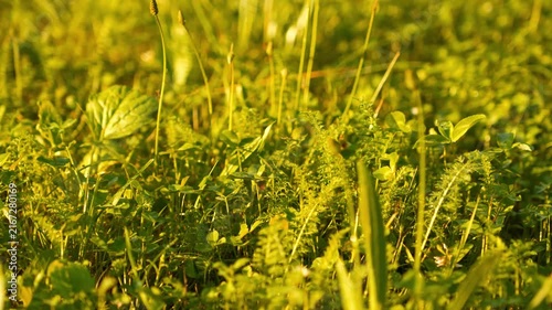 4K Green Grass Field Macro Sunlight Swaying Gently in Golden Hour Outdoor Natural Growth Background
