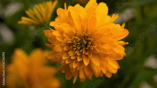 4K Slow Motion Macro Orange Flower Blooming Garden Footage Gentle Zoom Organic Growth Nature Close Up