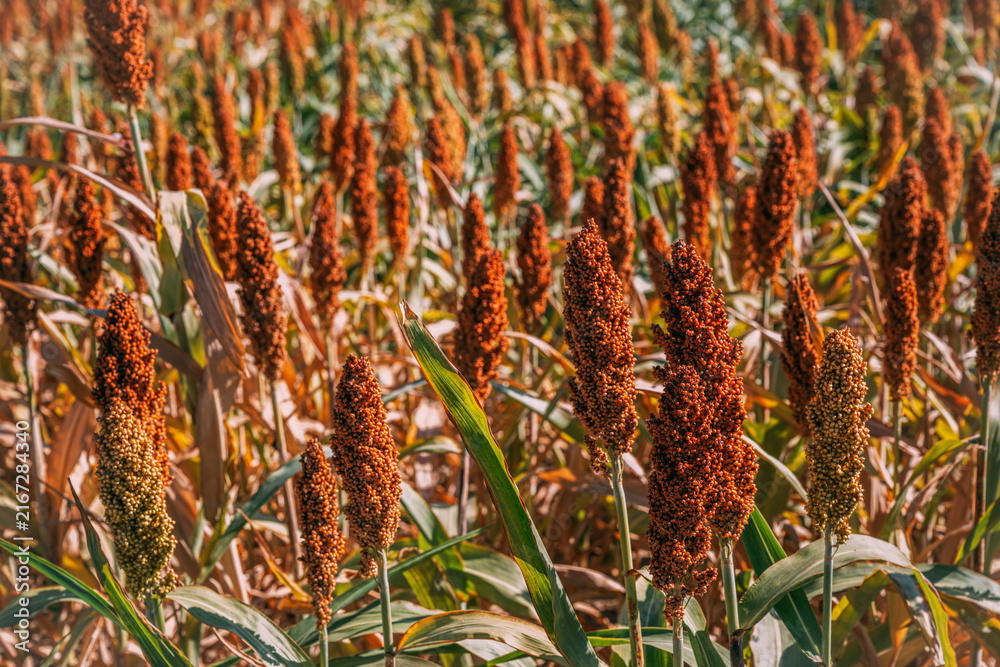 Fototapeta premium A wide shot looking across a dense agricultural field filled with mature, reddish-brown grain sorghum seed heads standing in full sun.