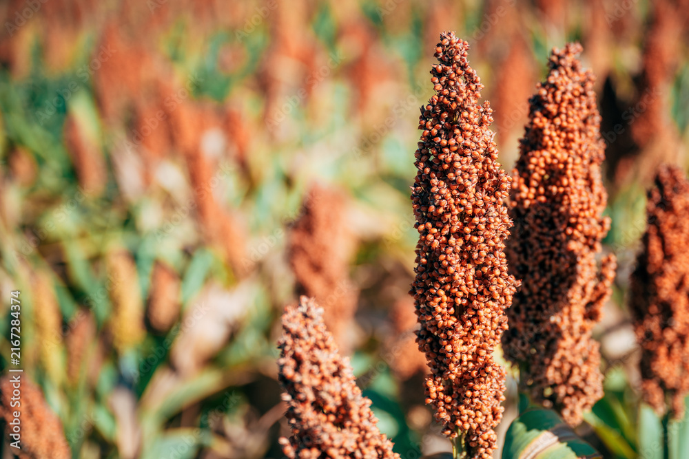 Fototapeta premium Low-angle view of ripe sorghum grain heads illuminated by warm sunlight, with numerous plants extending across the field.