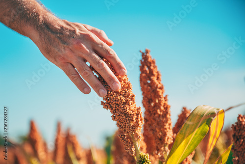 Фотография Close-up shot of a farmer's hand gently touching a ripe, golden-brown sorghum seed head in a sunlit field under a clear blue sky