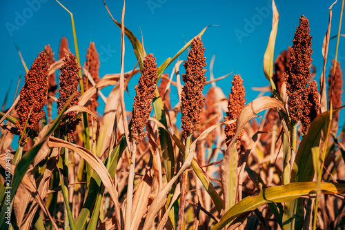Картината върху платно Abundant mature sorghum plants with dense reddish seed heads against clear turquoise sky