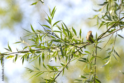 A wren on a willow branch, a wren surrounded by willow leaves in the sunshine, a wren in the sunshine surrounded by green leaves, a small bird on a branch, blue sky, Troglodytes troglodytes