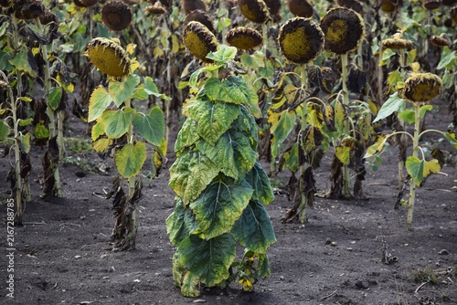 Chlorosis