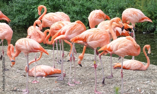 Bild auf Leinwand Gruppe von Flamingos