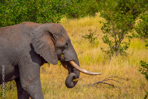 Fotografie Elephant feeding on grass with its trunk, South African bushveld